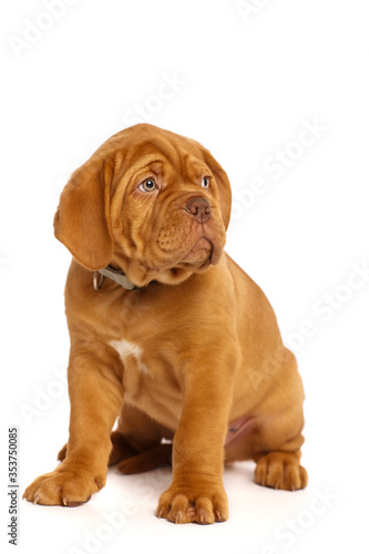 Puppy dog  isolated on white. Dogue de Bordeaux