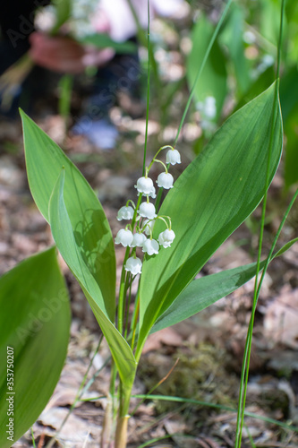 lily of the valley