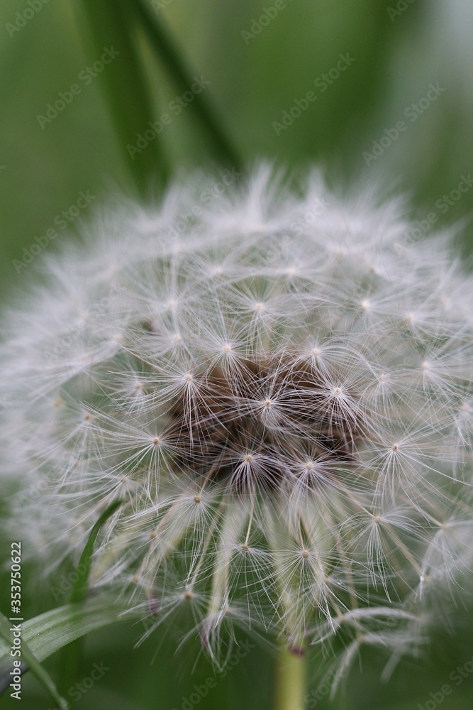 Fototapeta premium dandelion on green background