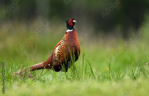 Wallpaper Mural Ringneck Pheasant (Phasianus colchicus) male Torontodigital.ca