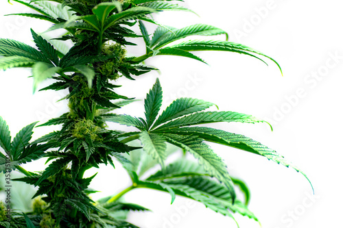 Marijuana plant isolated on a white background