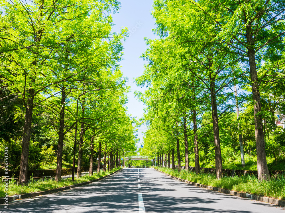 Obraz premium 新緑イメージ メタセコイアの並木道