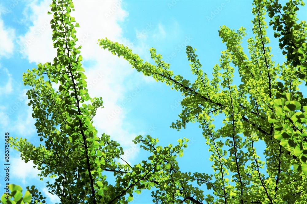 Obraz premium イチョウのシルエット