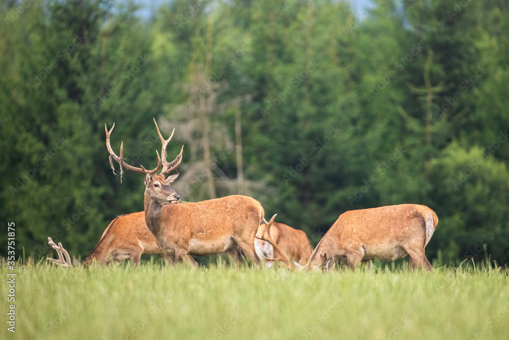 Numerous herd of red deer, cervus elaphus, stags grazing together on a green meadow in summer nature. United group of male animals with antlers feeding on pasture from side view.