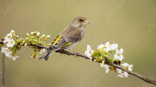 Alert european greenfinch, chloris chloris, female sitting on branch with blooming white flowers. Rear view of attentive passerine bird perched on a twig with copy space.