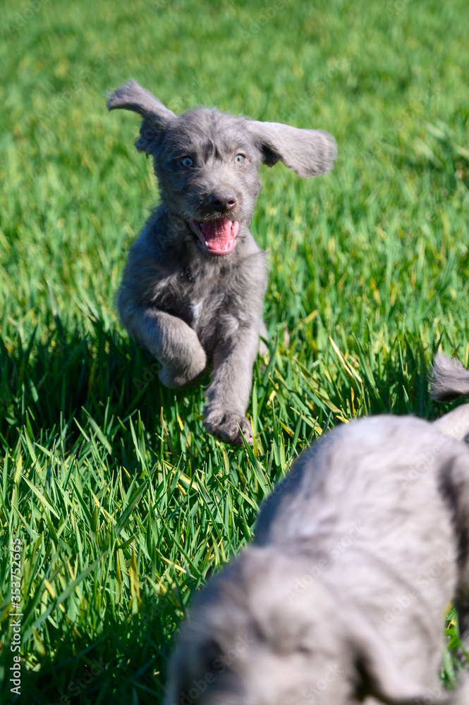 Grey-haired puppies in the grass. The puppies are of the breed: Slovak Rough-haired Pointer or Slovak Wirehaired Pointing Griffon (Slovak: Grey-haired puppies in the grass. The puppies are of the breed: Slovak Rough-haired Pointer or Slovak Wirehaired Pointing Griffon (Slovak: