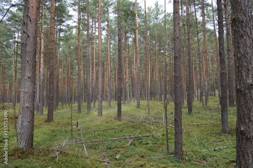german forest 