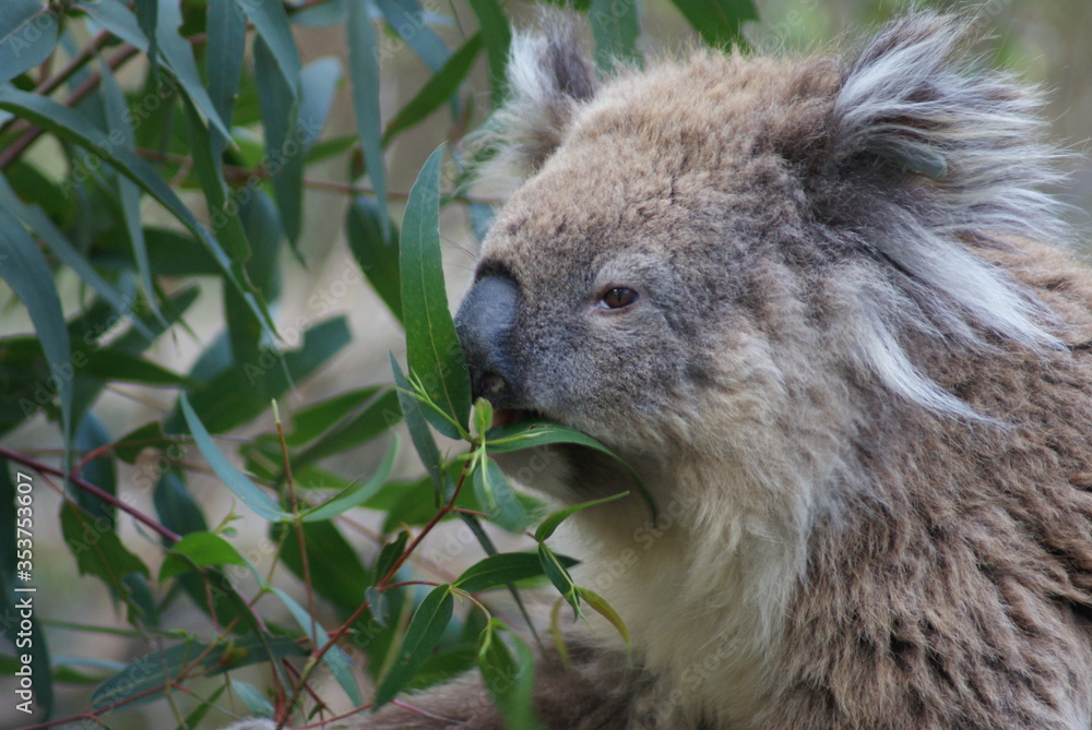 Obraz premium eating koala