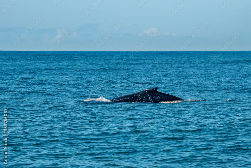 Humpback Whale photographed in Vitoria, Capital of Espirito Santo. Southeast of Brazil. Atlantic Ocean. Picture made in 2019.