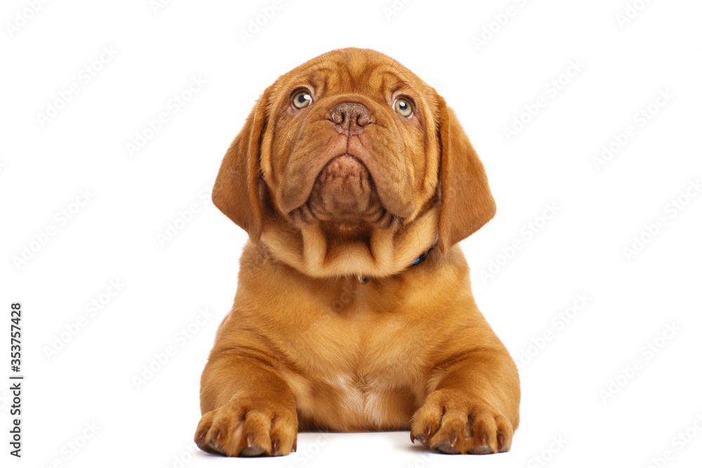 Puppy dog, isolated on white. Dogue de Bordeaux Puppy dog, isolated on white. Dogue de Bordeaux