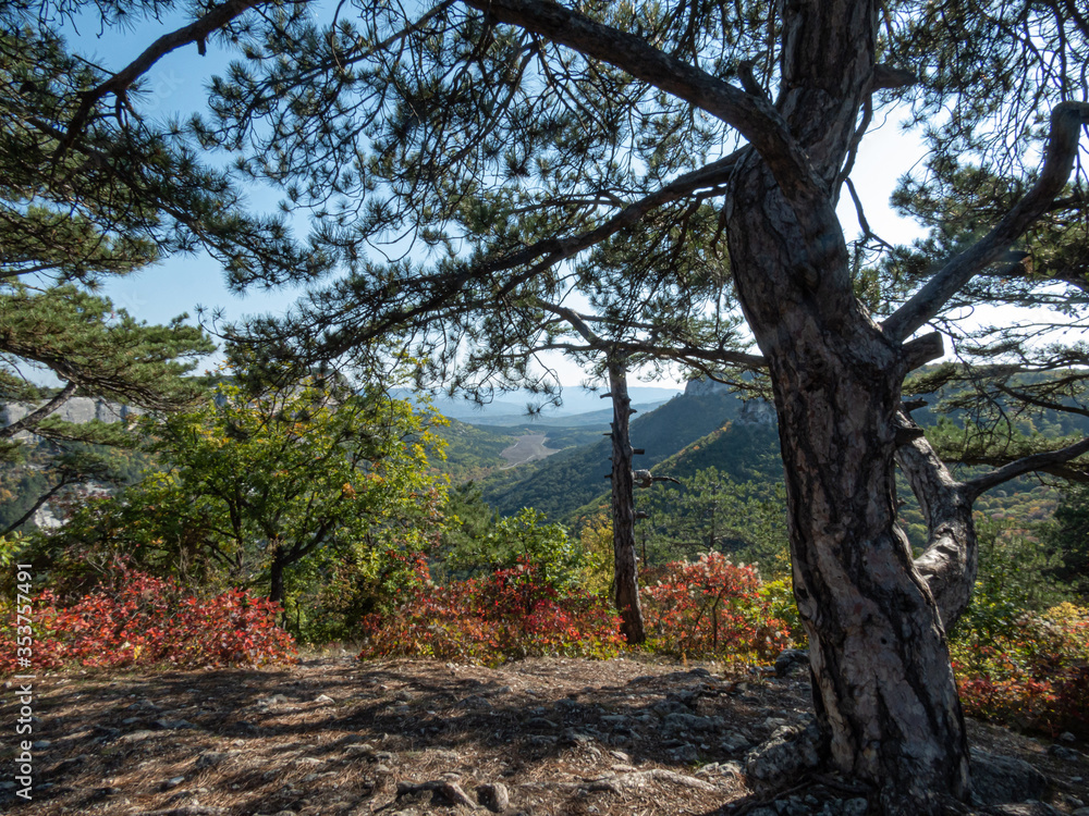 Pine trees in the mountains and on the rocks on a sunny day. Pine trees in the mountains and on the rocks on a sunny day.