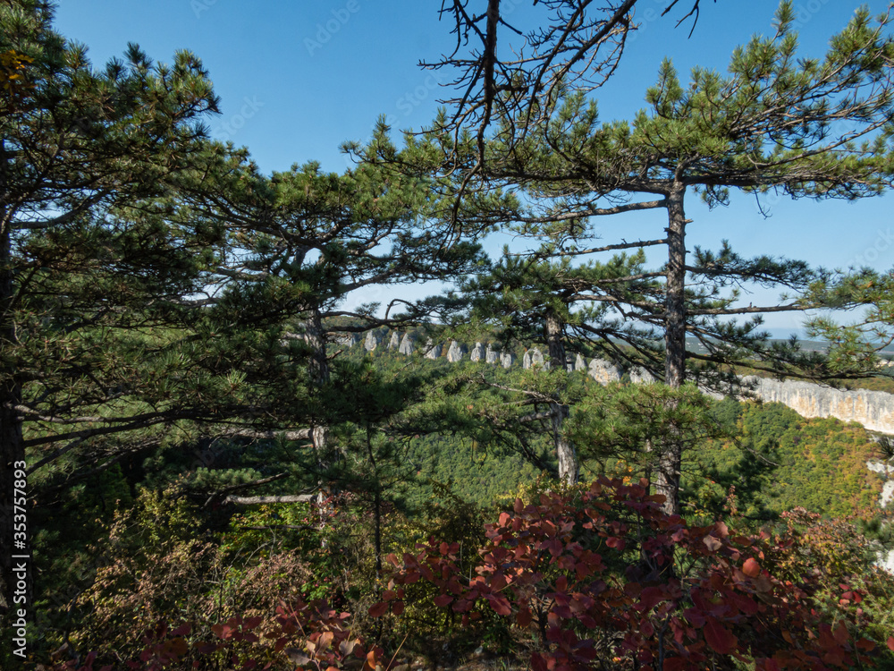 Pine trees in the mountains and on the rocks on a sunny day. Pine trees in the mountains and on the rocks on a sunny day.