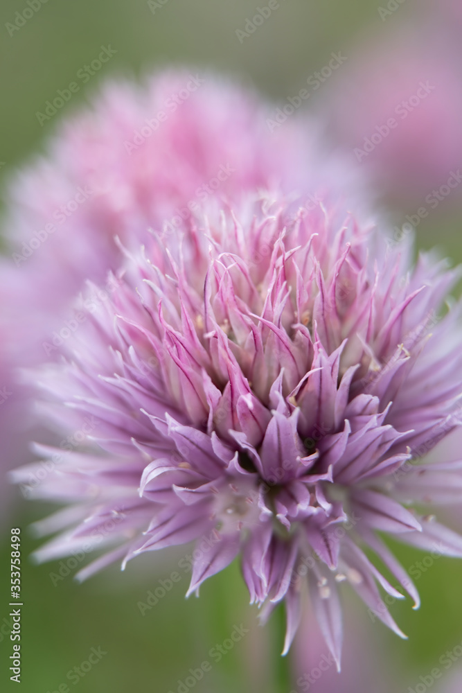 Pink flower close up with a blurred background Pink flower close up with a blurred background