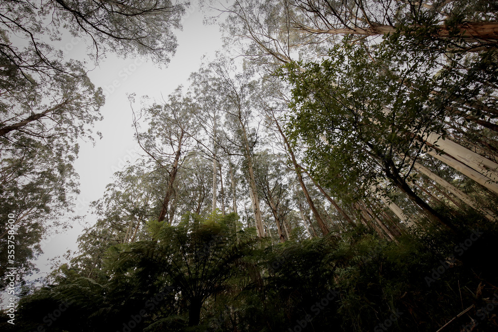 Naklejka premium Majestic trees growing in Australian alpine region