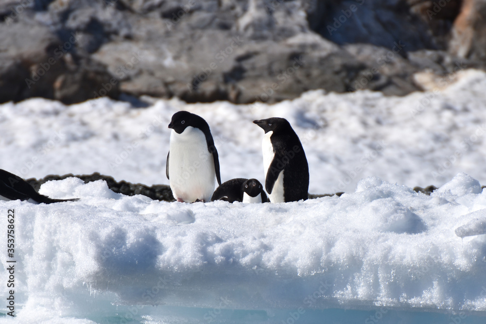 Fototapeta premium Adelie penguins (Hope Bay, Antarctica)