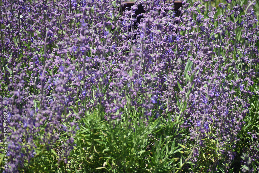 Fototapeta premium Purple Wildflowers