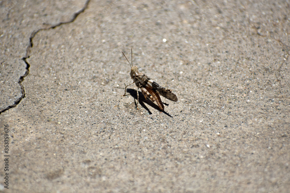 Grasshopper on sidewalk Grasshopper on sidewalk