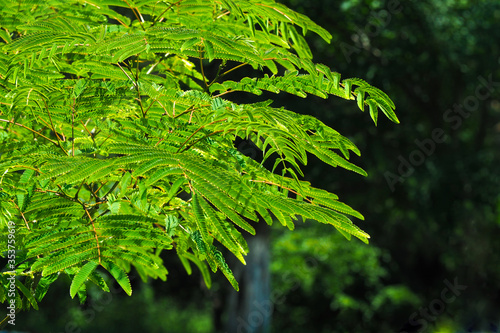 Green leaves of Acacia pennata  Senegalia pennata