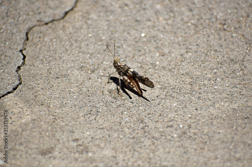 Grasshopper on sidewalk
