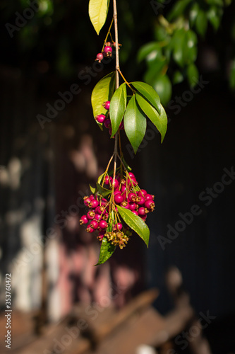 A dangling, centre of frame branch of unripe pink lilly pilly tree fruits, a very juicy bush tucker food.