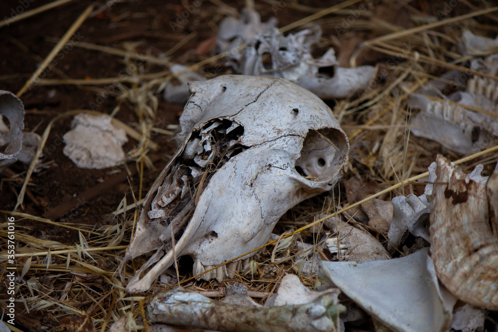 Naklejka premium An assortment of sheep bones and skull, white and dry with age.