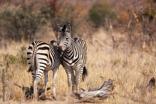 Zebras