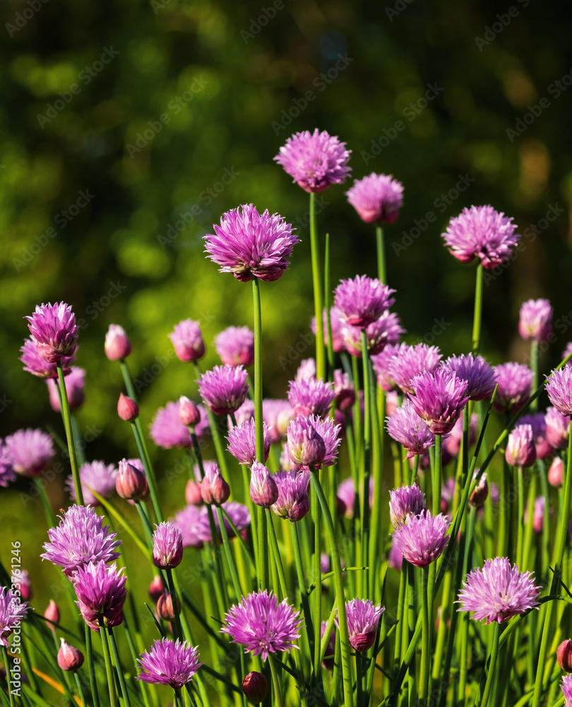 Chives in Bloom