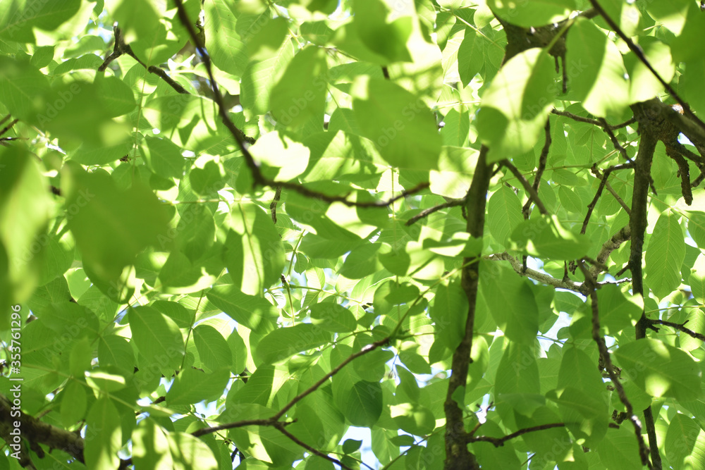 Leaves and Sunshine