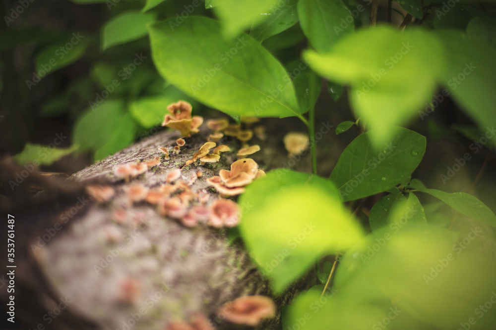 Mushroom Kingdom Mushroom Kingdom