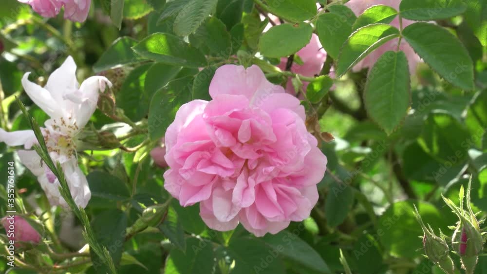 Bulgarian pink rose closeup in a gerden Bulgarian pink rose closeup in a gerden