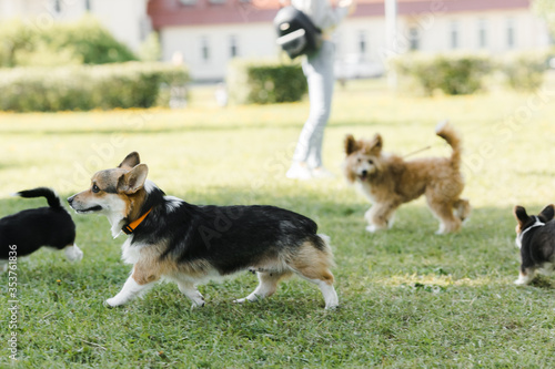 puppies and adult Corgi dogs on the green in the sunset play