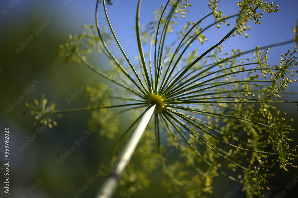 Fototapeta premium Dill Flower from Below