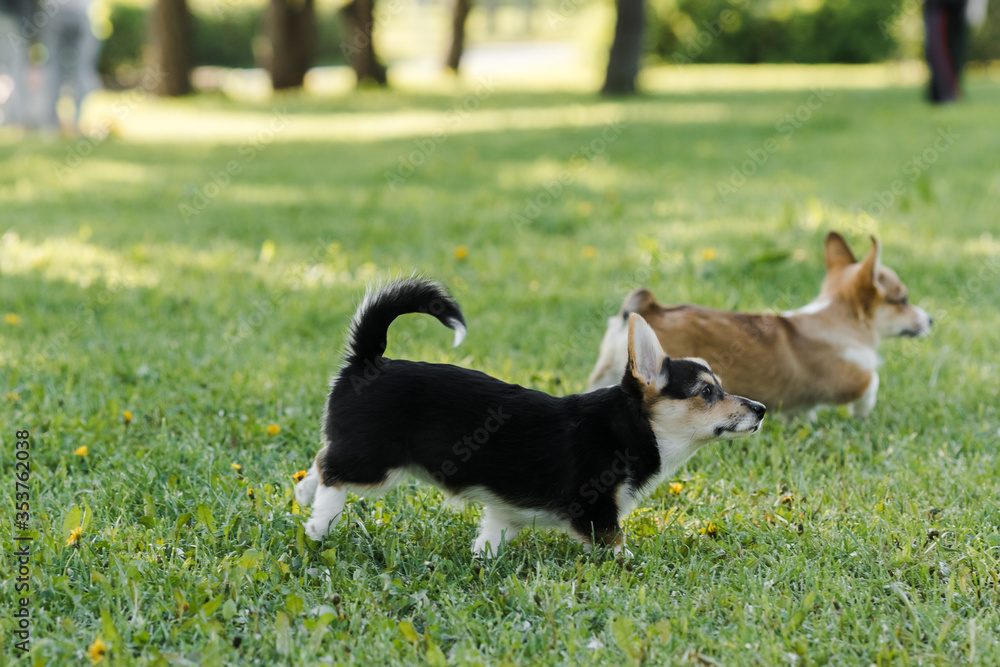 puppies and adult Corgi dogs on the green in the sunset play puppies and adult Corgi dogs on the green in the sunset play