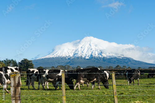 Herd black and white cattle grazing below snowcapped peak of Mount Egmont.