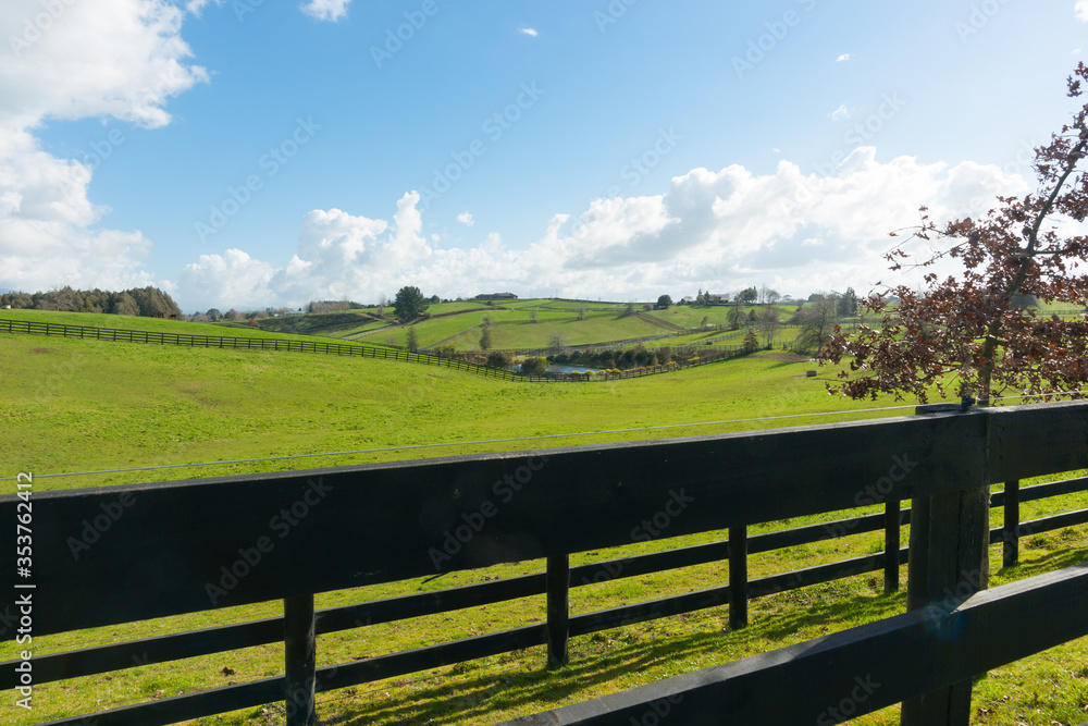 Waikato farmland expansive green fields beyond dark wooden fence and small tree New Zealand photos
