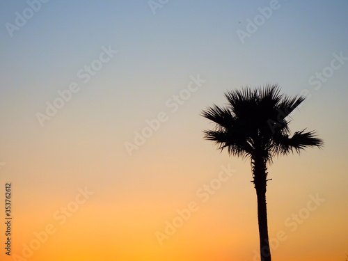 palm tree at sunset