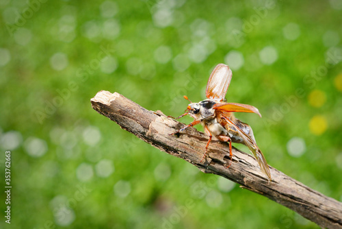 Cockchafer or May bug (Melolontha melolontha) is ready to fly from the tree branch, extreme close-up. Green forest blurred in bokeh. Insect, zoology, entomology, environmental conservation theme photo