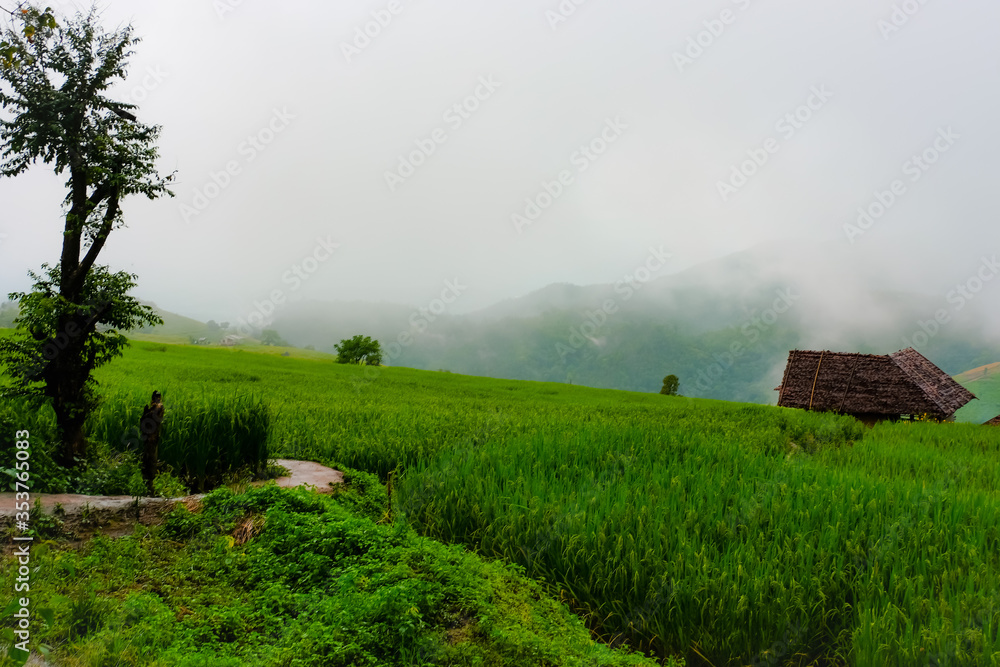 Obraz premium Green rice field and wood hut on fog background after the rian at Pa Pong Pieng,Chieng Mai province,Thailand.