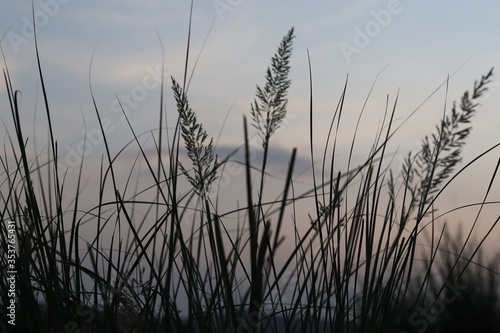 Fototapeta Naklejka Na Ścianę i Meble -  portrait of reed spike with sunset 