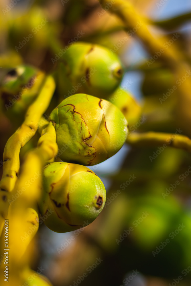 Fresh new born Baby coconuts on a Coconut tree plantation.Cluster of