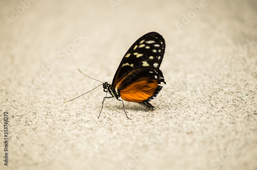 butterfly resting on the marble floor