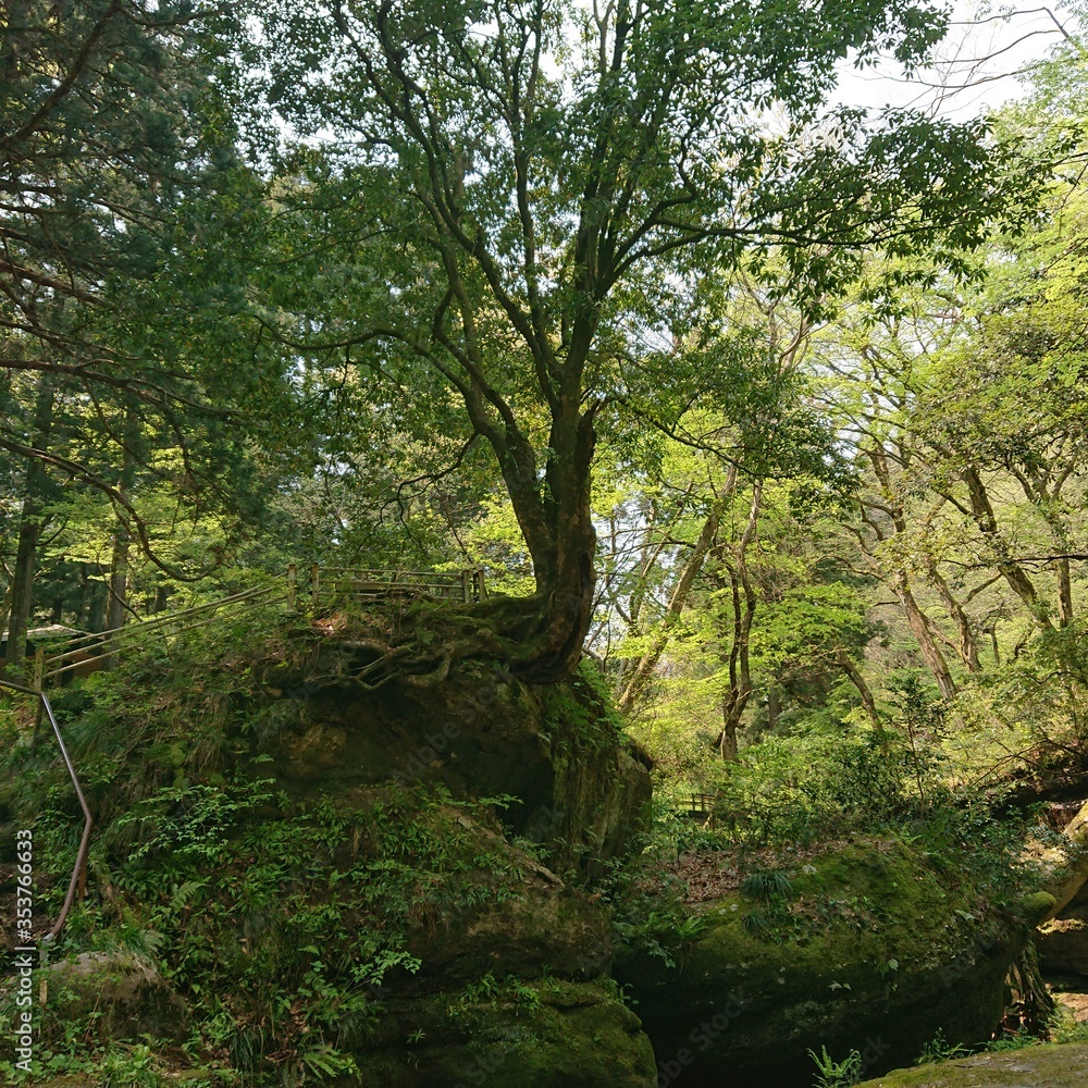 Naklejka premium 渓流に立つ木