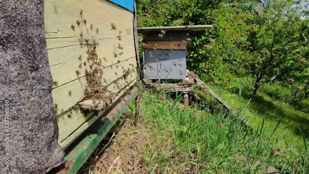 Big bee colony flying around hive,honeybee active life,ecological hobby,honey producing,close up view of apiary in the garden,new young bees doing first flight,ukrainian karpathian bee Big bee colony flying around hive,honeybee active life,ecological hobby,honey producing,close up view of apiary in the garden,new young bees doing first flight,ukrainian karpathian bee