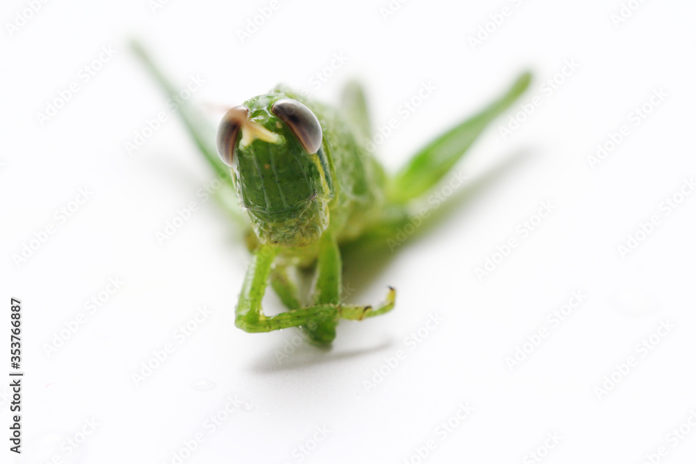 Obraz premium Green grasshopper