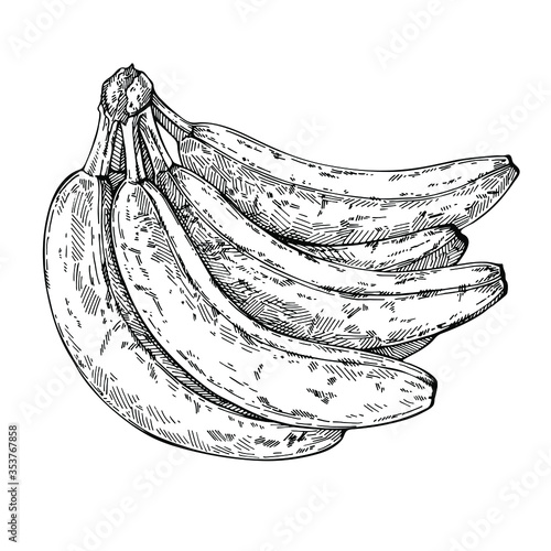 Sketch Bunch of bananas. Hand drawn bananas. Ink engraved illustration