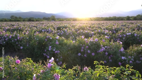 Sunset over a pink rose valey in Bulgaria