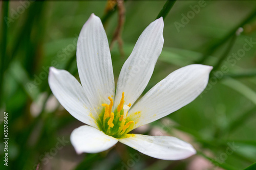 White Iridaceae flower on a green background