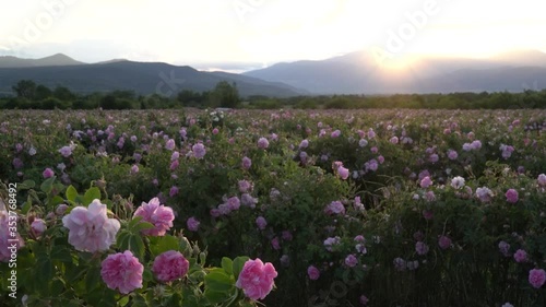 Sunset over a pink rose valey in Bulgaria