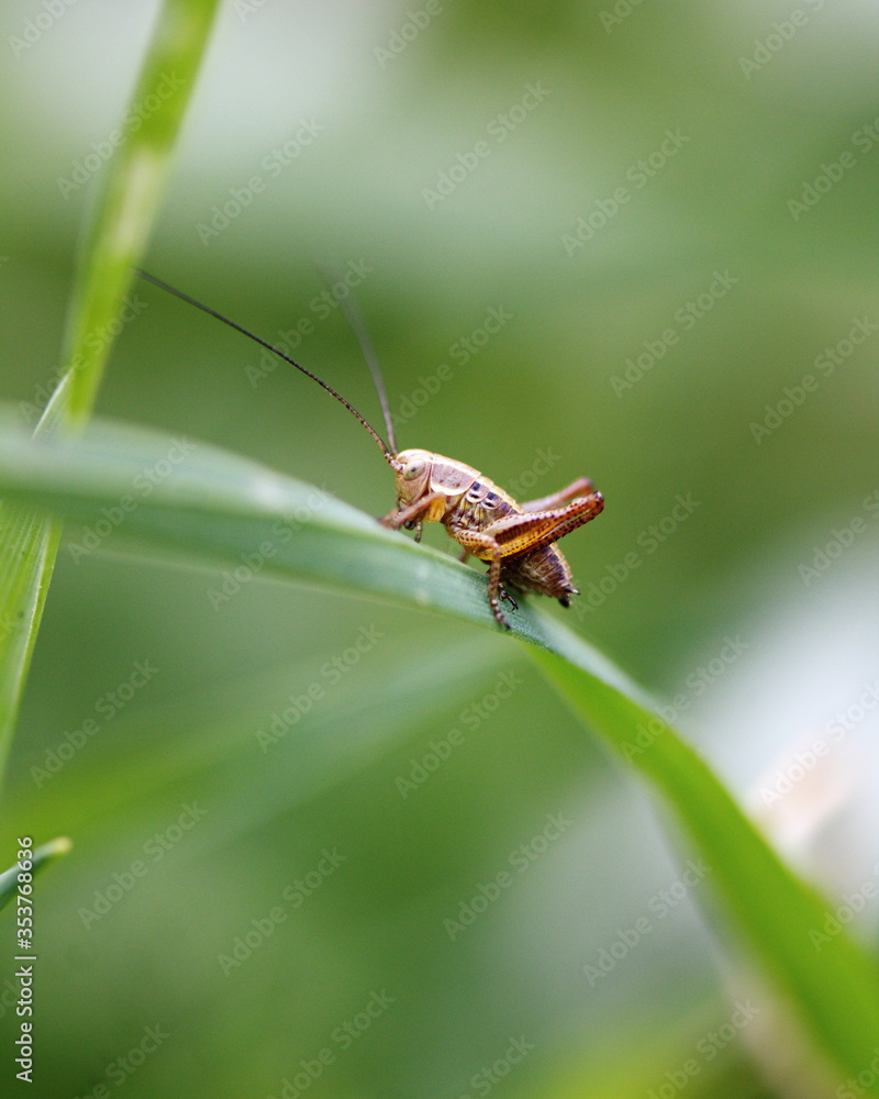 A small grasshopper sitting on a blade of grass. Summer wildlife in Ontario, Canada. A small grasshopper sitting on a blade of grass. Summer wildlife in Ontario, Canada.