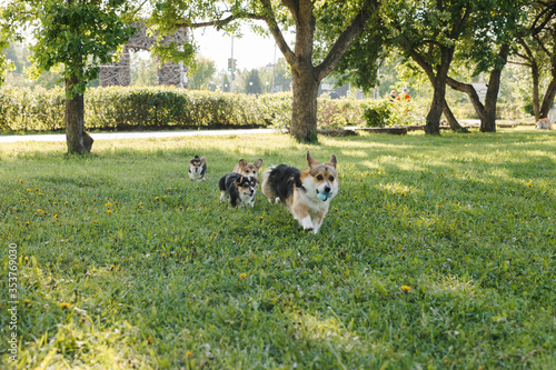 puppies and adult Corgi dogs on the green in the sunset play
